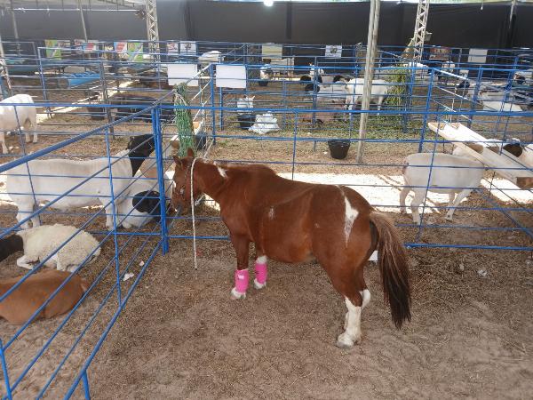 Sucesso da Expo Barrocas é comemorado pelos organizadores do evento