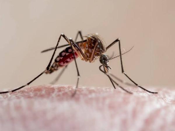 Municipios da Bahia vão receber vacina contra a dengue pelo SUS 