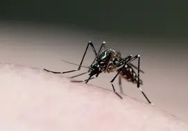 Paciente de Serrinha morre por dengue no Hospital Couto Maia em Salvador 