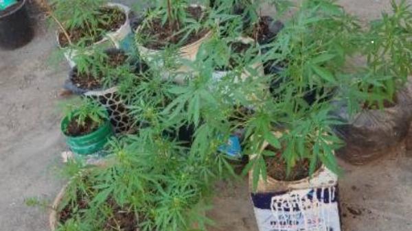 Policia Militar recebe denúncia de plantio de maconha no quintal de residência no bairro da Rodagem em Serrinha